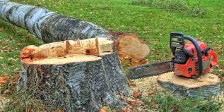 How Our Tree Care Process Works  in  Uvalde Estates, TX