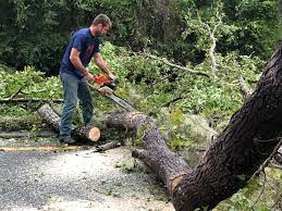 Uvalde Estates, TX Tree Services Company